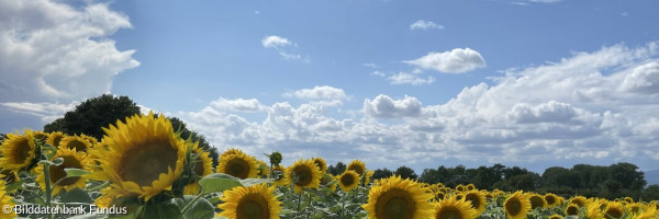 Sonnenblumenfeld in der Nähe von Frankfurt