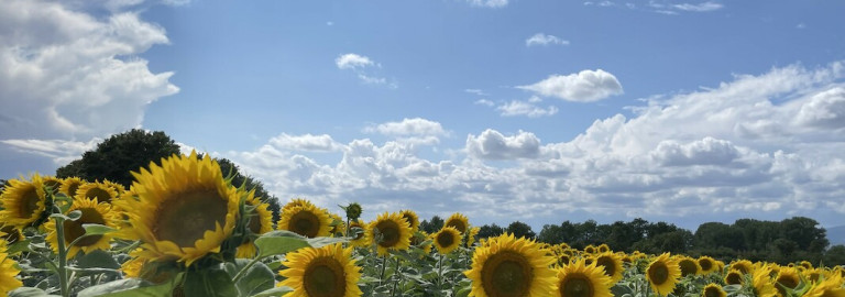 Sonnenblumenfeld in der Nähe von Frankfurt